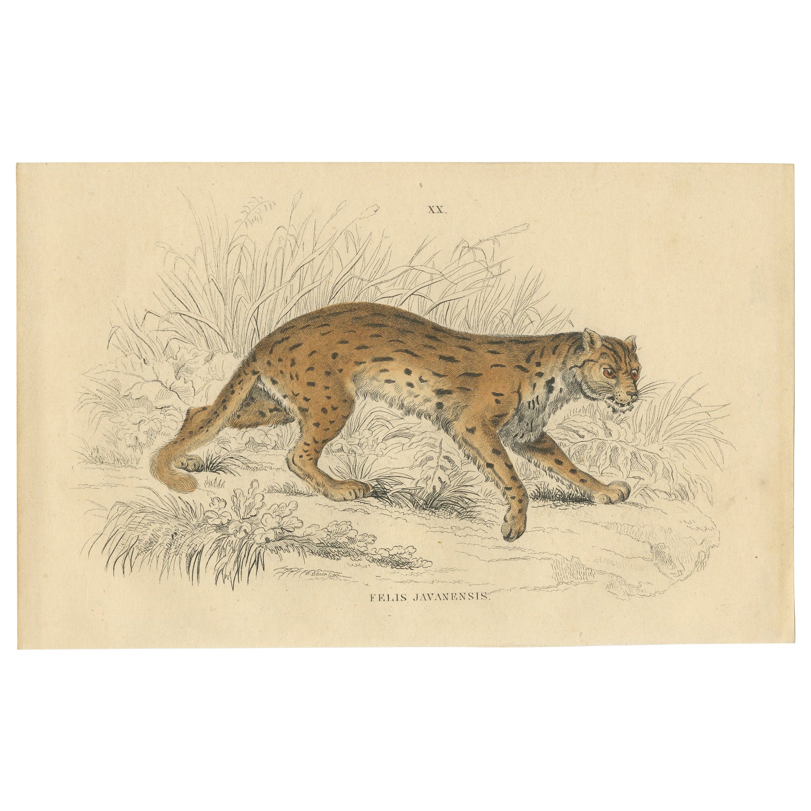 Hand-Colored Print of the Javan Leopard from Jardine's Natural History, 1860