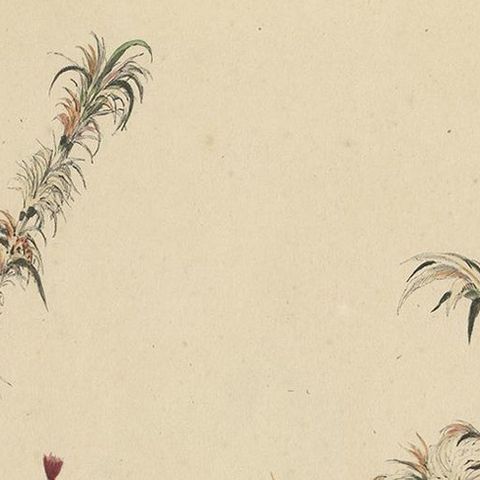 Antique Print with a Native of Solor 'Indonesia' by Temminck, circa 1840, close-up 1