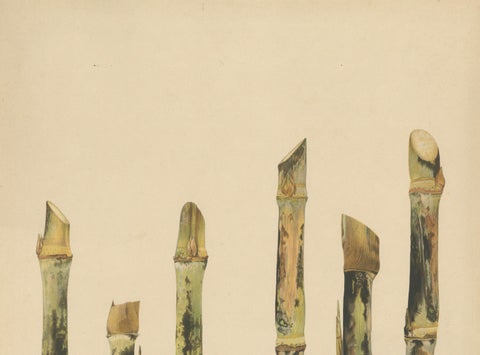 Antique Sugarcane Chromolithograph Pair, Teboe Tjio Hongkong & Saroer, 1892, close-up 4