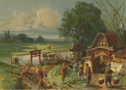 Antique Print 'Schoolplate' of a Rice Field by F.E. Wachsmuth, circa 1900, view 2