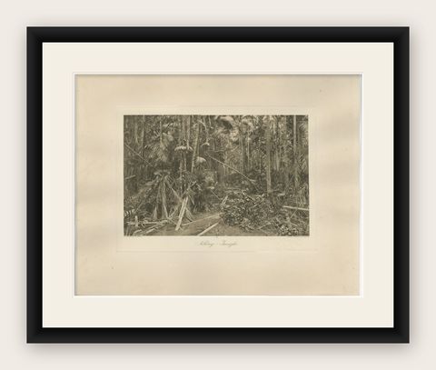 Aboeng Jungle, Sumatra, Antique Photogravure by C.J. Kleingrothe c.1900, shown framed