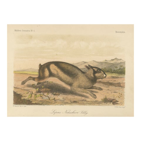 Sumatran Hare, Lepus Netscheri Schlegel, 19th Century Antique Lithograph