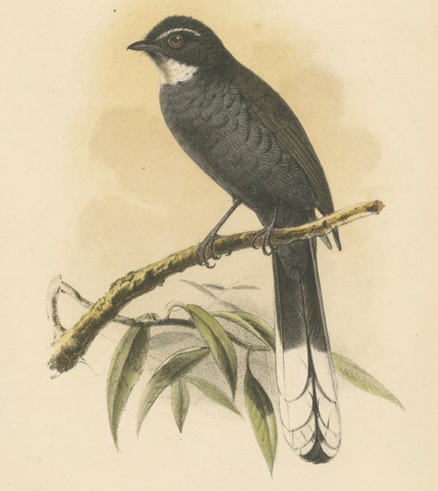 Antique Lithograph of White-throated Fantail by Keulemans, Sumatra c.1887, close-up 1