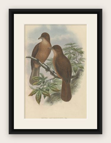 Antique Bird Print of the White-Billed Wood-Shrike of Papua by Gould, ca.1880, shown framed