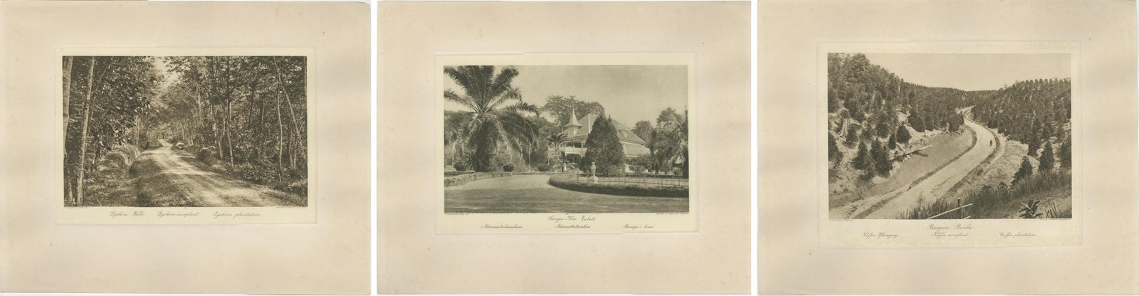 Set of 3 Antique Photogravures of Sumatra Plantations, Deli, Medan Region, 1900