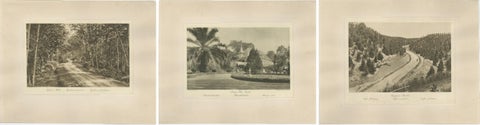 Set of 3 Antique Photogravures of Sumatra Plantations, Deli, Medan Region, 1900
