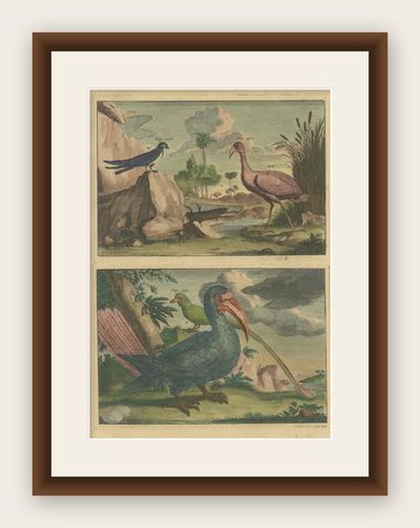 Colored Antique Print of a Swallow, Kingfisher and other Birds of Indonesia, shown framed