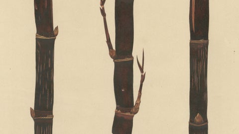 Antique Sugarcane Chromolithograph, Teboe Djampirik, Java 1892, close-up 2