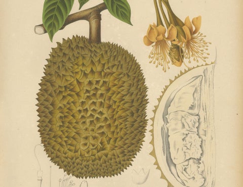 Antique Durian Botanical Chromolithograph by Hoola van Nooten, c. 1880, close-up 5