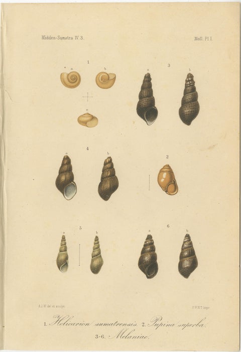 Antique Shell Print of Sumatran Snails, Helicarion, Pupina, Melania c.1887, view 2