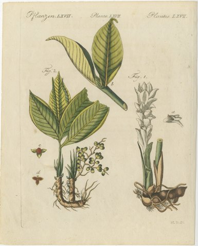 Zedoary and Grains of Paradise Spice Plants, Antique Bertuch Print, circa 1805, view 2