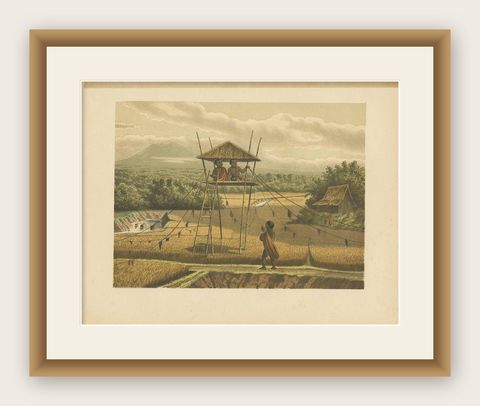 Antique Print of a Rice Field near Tempoeran by M.T.H. Perelaer, 1888, shown framed