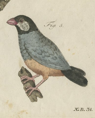 Tanagers and Java Sparrow Songbirds, Antique Bertuch Print, circa 1805, close-up 5