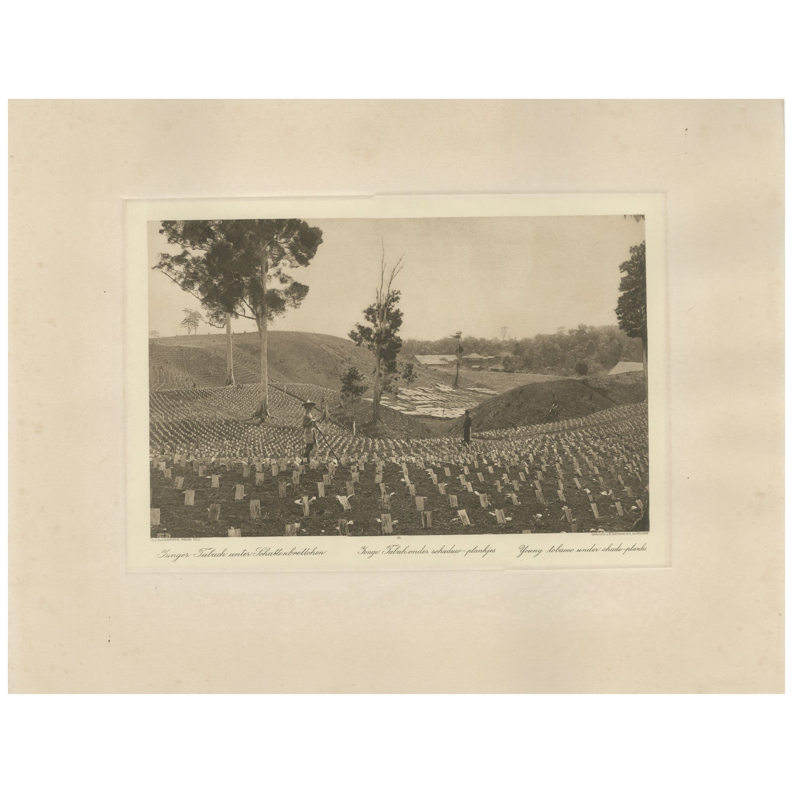 Young Tobacco Under Shade-Plants, Sungei Tatouk, C.J. Kleingrothe, ca. 1910