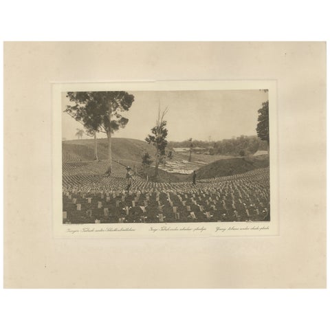 Young Tobacco Under Shade-Plants, Sungei Tatouk, C.J. Kleingrothe, ca. 1910