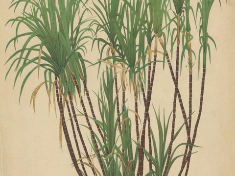 Antique Sugarcane Chromolithograph, Teboe Goela Java, Meyn after Soltwedel 1892, close-up 4