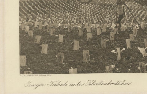 Young Tobacco Under Shade-Plants, Sungei Tatouk, C.J. Kleingrothe, ca. 1910, close-up 5