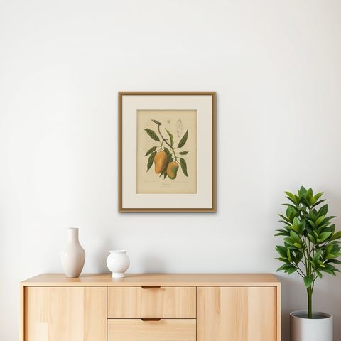 Antique Mango Botanical Chromolithograph by Hoola van Nooten, c. 1880, shown framed on a wall, true to size