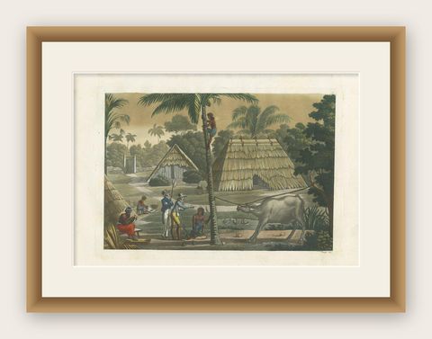Antique Print of Timor Island Near Kupang by Ferrario, '1831', shown framed