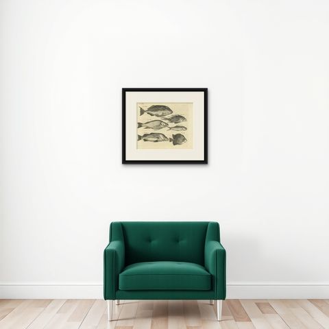Engraving of a Sea Hogg, Amboina Fish, Stone Bream, Indian Herring Etc, Ca. 1744, shown framed on a wall, true to size