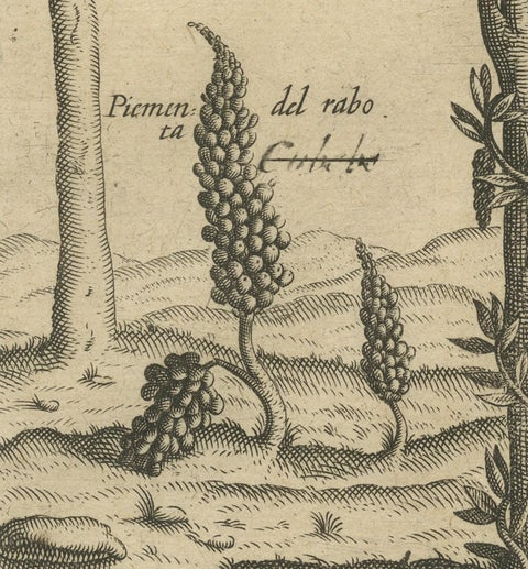 Verdant Wonders: Exotic Trees and Spices of India in De Bry's 1601 Illustration, close-up 1
