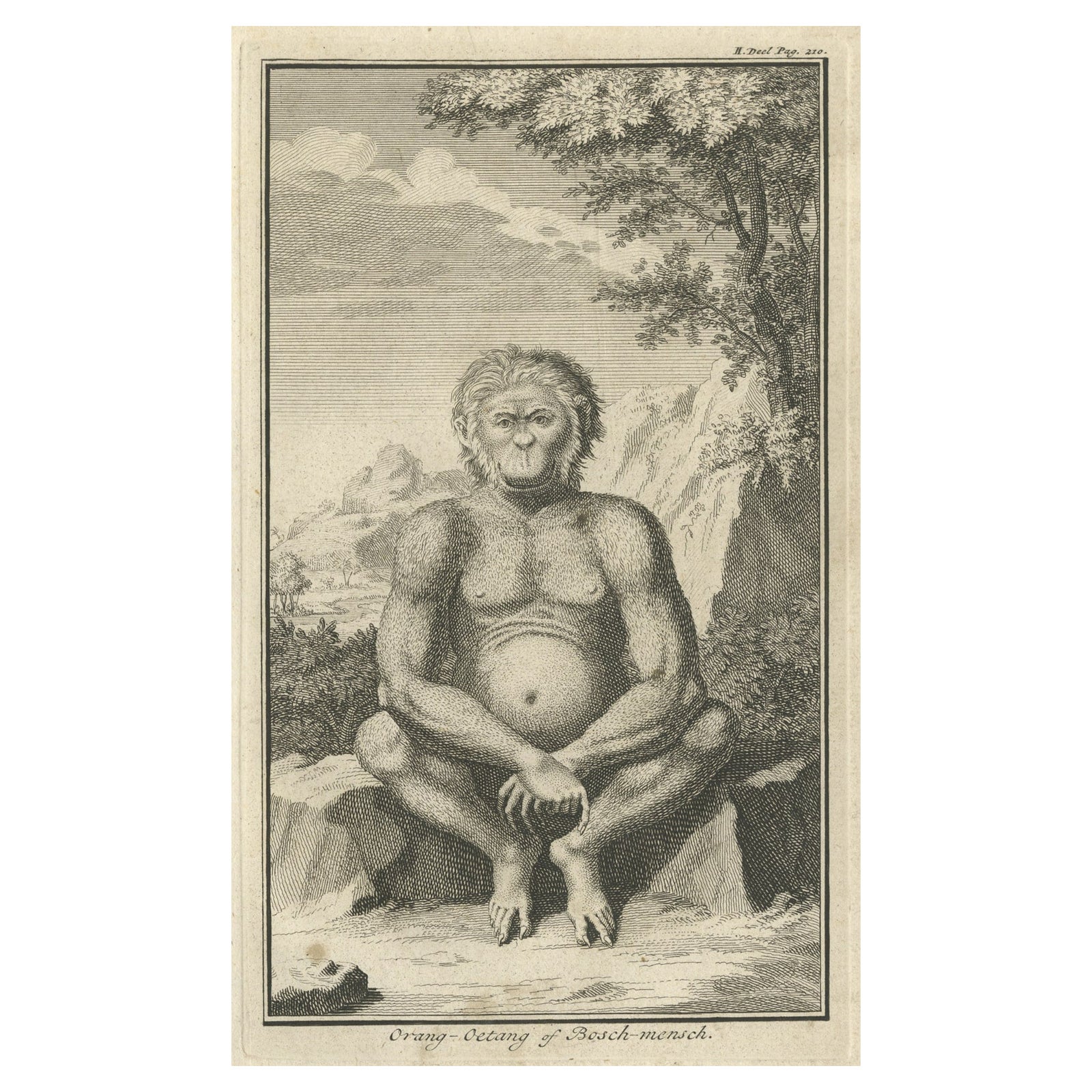 Engraving of an Orang-Utan on Borneo 'Kalimantan' or Sumatra, Indonesia, 1739