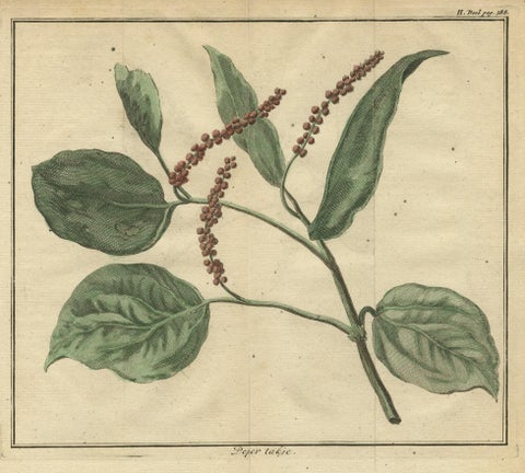 Old Hand-Colored Copper Engraving of a Pepper Branch, 1739, close-up 1