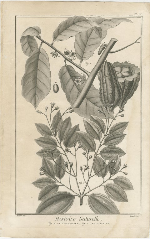 Set of Five Antique Engravings of Spices and Colonial Crops by Diderot, 1770, view 5