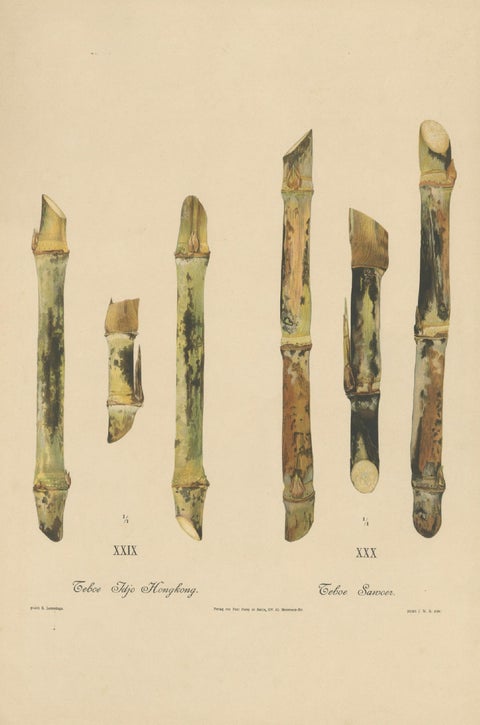 Antique Sugarcane Chromolithograph Pair, Teboe Tjio Hongkong & Saroer, 1892, close-up 1