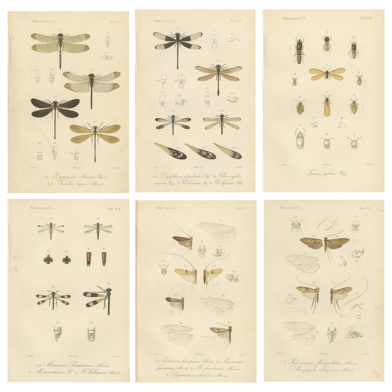 Set of 6 Antique 1887 Sumatra Dragonfly and Insect Lithographs, Fauna Studies