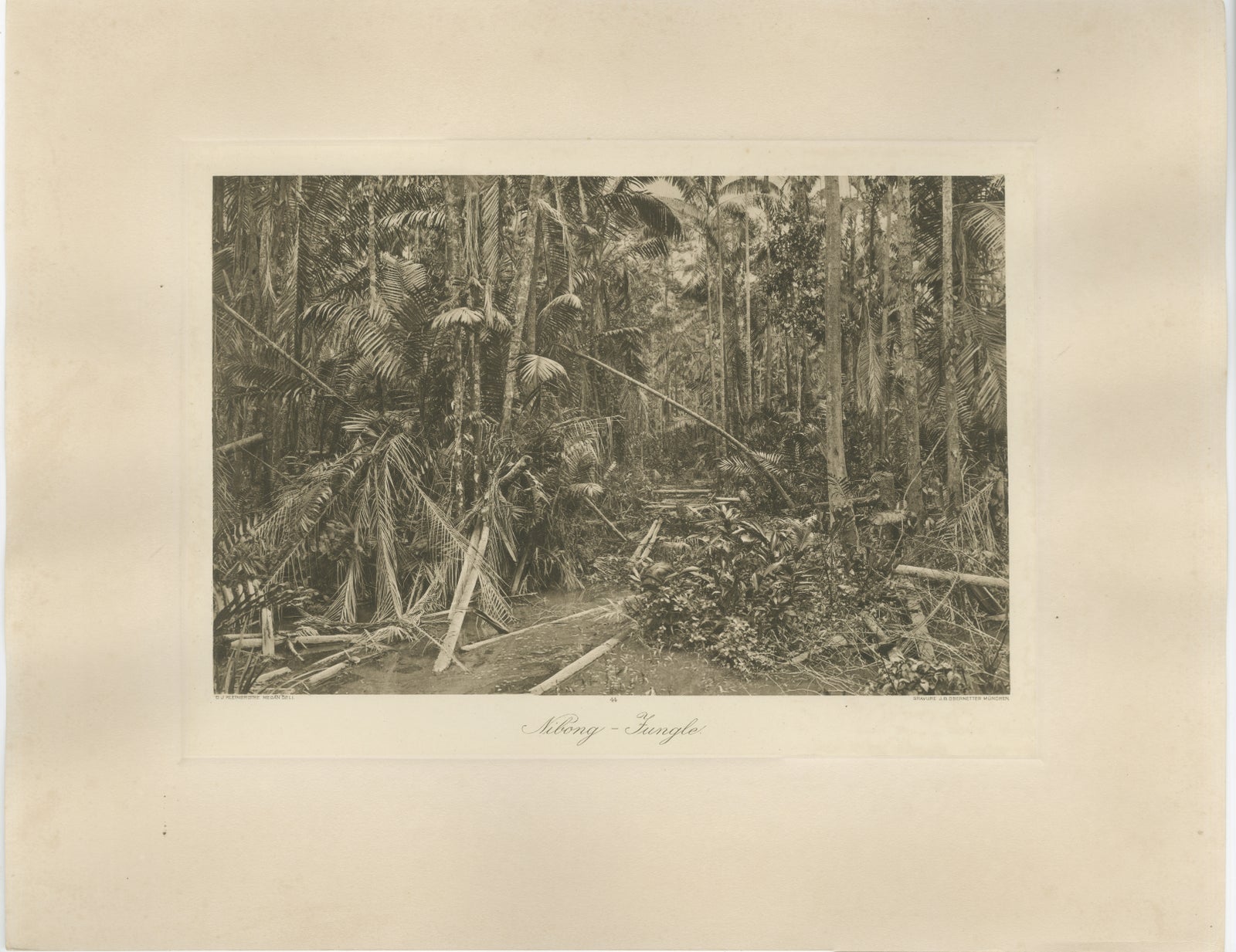 Aboeng Jungle, Sumatra, Antique Photogravure by C.J. Kleingrothe c.1900