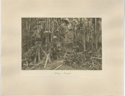 Aboeng Jungle, Sumatra, Antique Photogravure by C.J. Kleingrothe c.1900