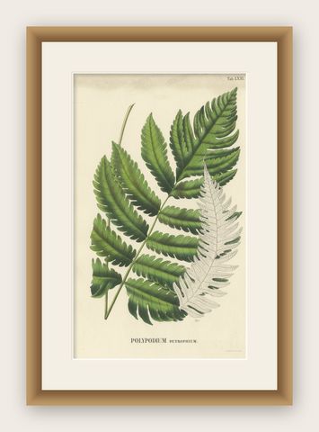 Rare, Artfully Handcolored Lithograph of Ferns of Java 'Polypodium', 1829, shown framed