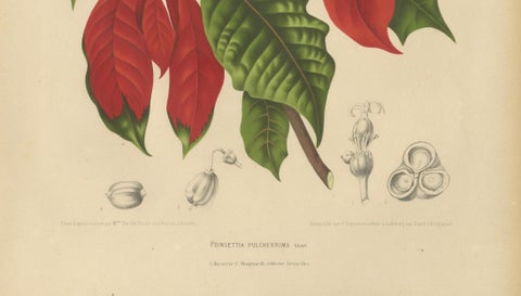 Original Antique Poinsettia Botanical Chromolithograph by Hoola van Nooten, 1880, close-up 4