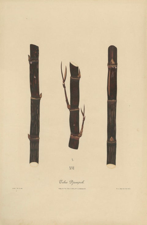 Antique Sugarcane Chromolithograph, Teboe Djampirik, Java 1892, close-up 1