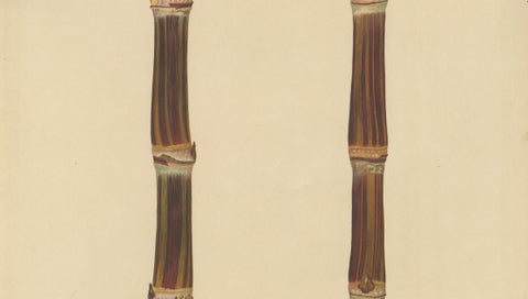 Antique Sugarcane Chromolithograph, Teboe Soerat Mauritius, Java 1892, close-up 2