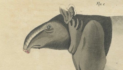 Antique Malayan Tapir & Collared Peccary Engraving, Bertuch, c.1815, close-up 5