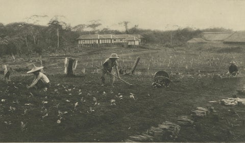 Tobacco Seed Fields, Deli Region, Sumatra, Dutch East Indies, c.1910, close-up 4