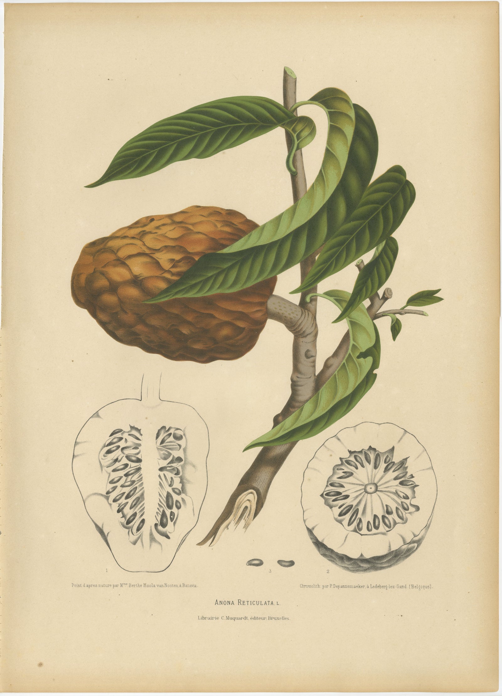 Antique Bullock's Heart Botanical Chromolithograph by Hoola van Nooten, c. 1880