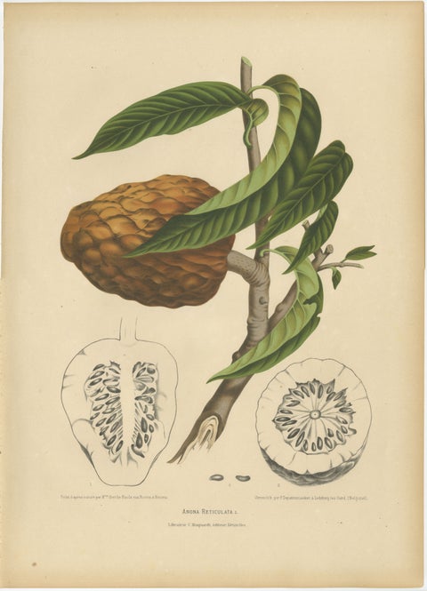 Antique Bullock's Heart Botanical Chromolithograph by Hoola van Nooten, c. 1880