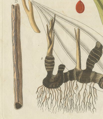 Cassia Cinnamon and Galangal Spices, Antique Bertuch Print, circa 1805, close-up 3
