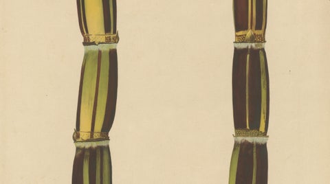 Antique Sugarcane Chromolithograph, Teboe Gedang, Java 1892, close-up 2