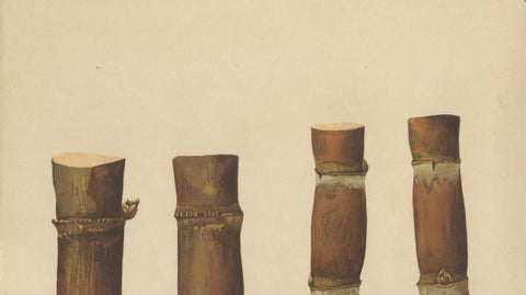 Antique Sugarcane Chromolithograph, Teboe Mangis and Teboe Tangeran, 1892, close-up 4