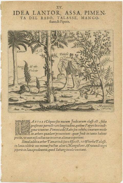 Verdant Wonders: Exotic Trees and Spices of India in De Bry's 1601 Illustration, view 2