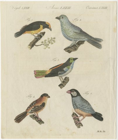 Tanagers and Java Sparrow Songbirds, Antique Bertuch Print, circa 1805, view 2