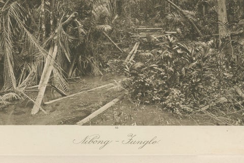 Aboeng Jungle, Sumatra, Antique Photogravure by C.J. Kleingrothe c.1900, close-up 3