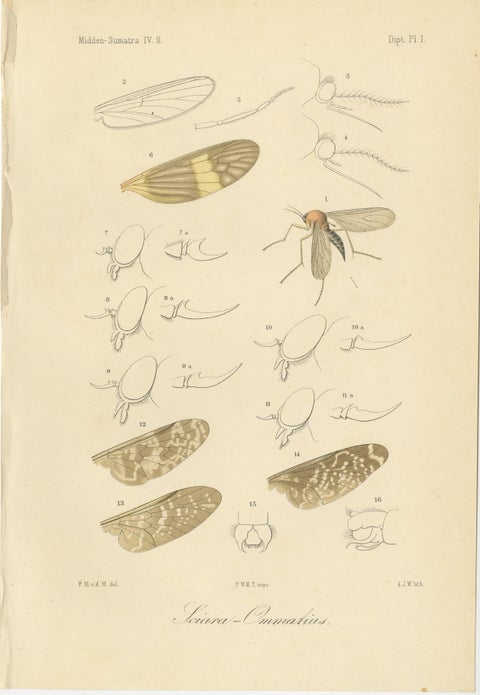 Set of 3 Antique Fly Prints, Sumatra Diptera Species c.1887, view 2