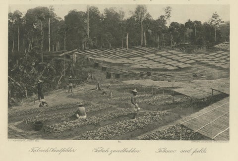 Tobacco Seed Fields, Deli Region, Sumatra, Dutch East Indies, c.1910, close-up 3