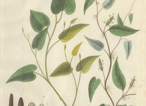 Antique Long & Cubeb Pepper Botanical Print, Piper Species, c.1831, close-up 2