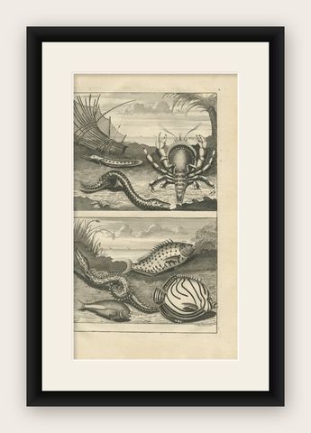 Antique Print of Fish Species 'No. 468' by Valentijn, 1726, shown framed